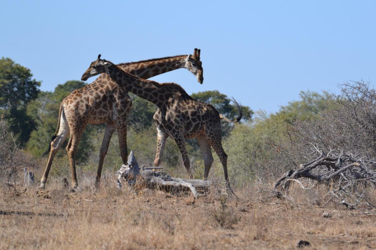 Luxe tent Mzsingitana Tented Camp Hoedspruit
