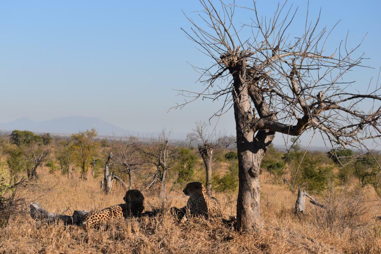 Luxe tent Mzsingitana Tented Camp Hoedspruit